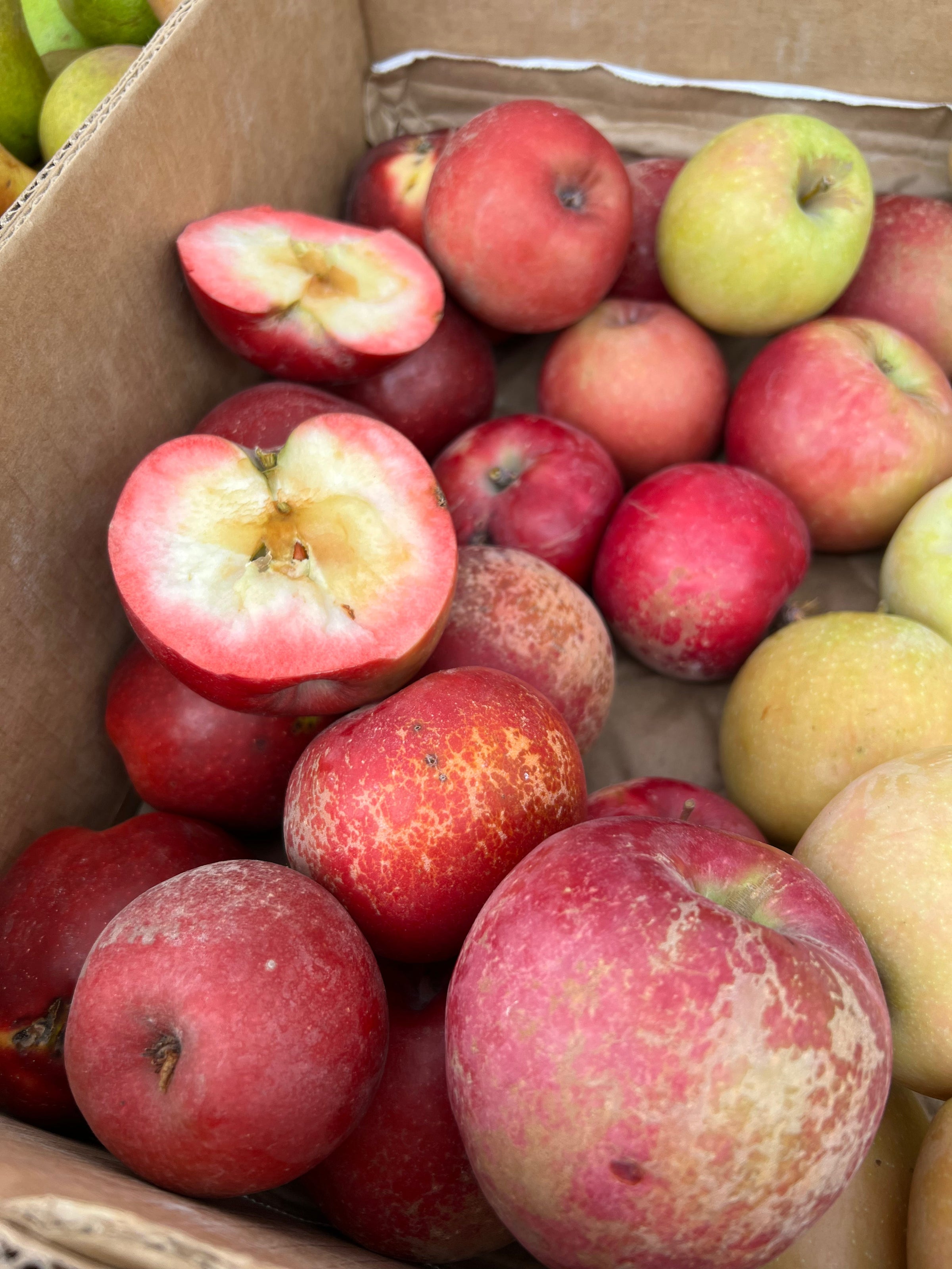 Non-Alcoholic Cider Options