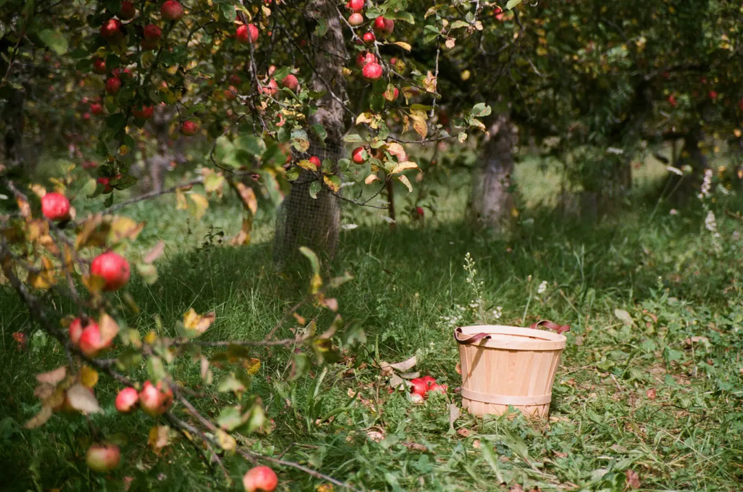 Lower ABV & Non-Alcoholic Ciders