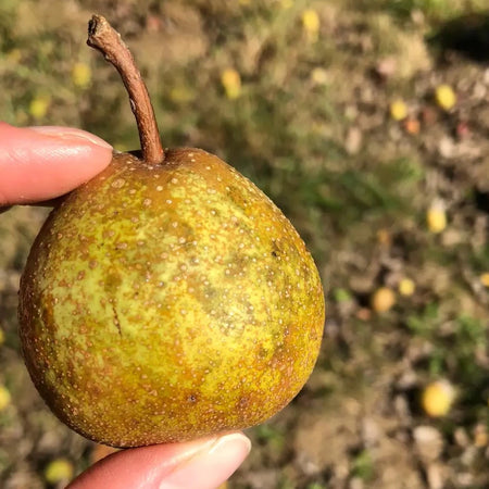 Perry pear being held with a background of fallen pears on the ground