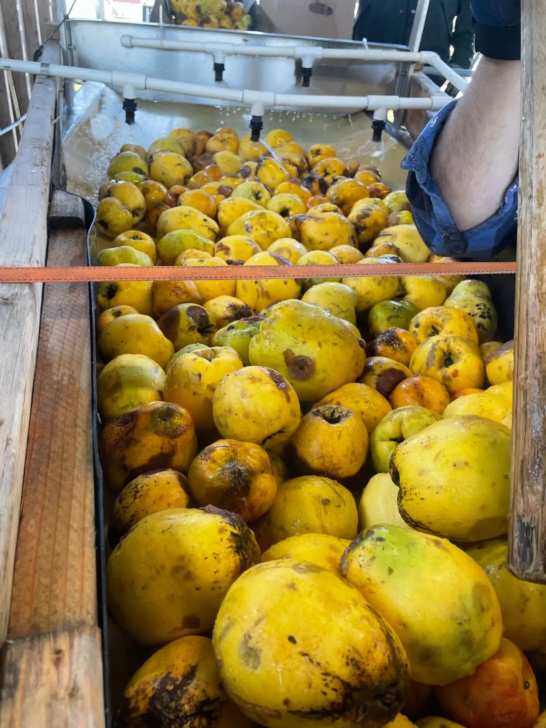 Quince Wine & Ciders with Quince