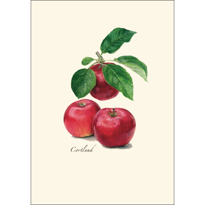 *Cider Apple Greeting Cards | Blank or Add-A-Note