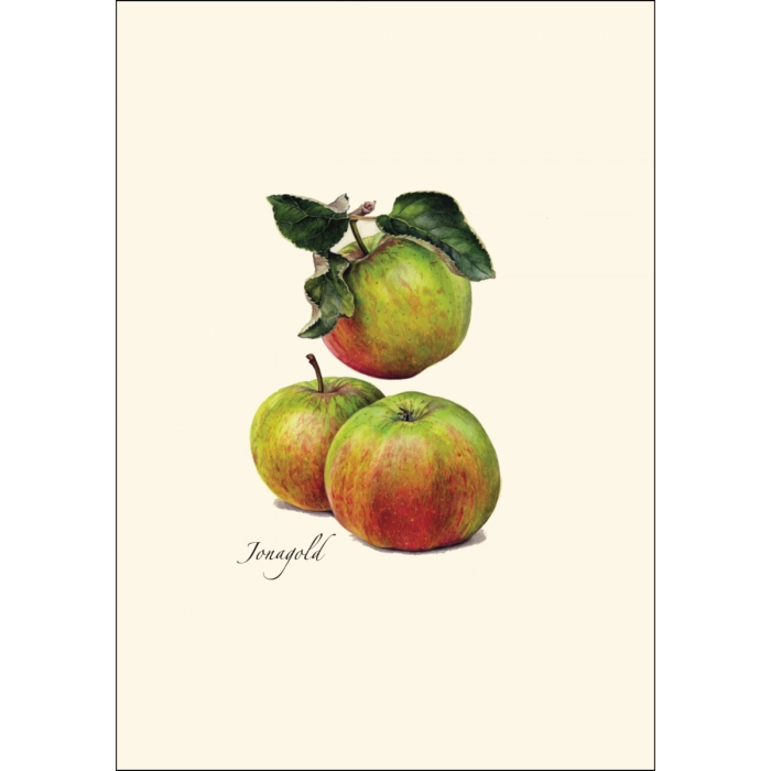 *Cider Apple Greeting Cards | Blank or Add-A-Note