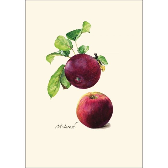 *Cider Apple Greeting Cards | Blank or Add-A-Note
