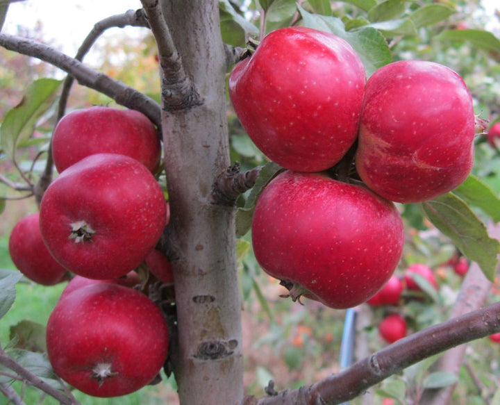 Apple Spotlight - Porter's Perfection Ciders