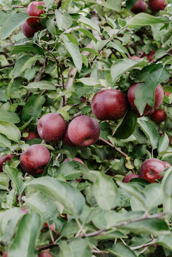 Apple Spotlight - Kingston Black Ciders